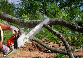 Best Tree Trimming and Pruning  in Hallandale Beach, FL