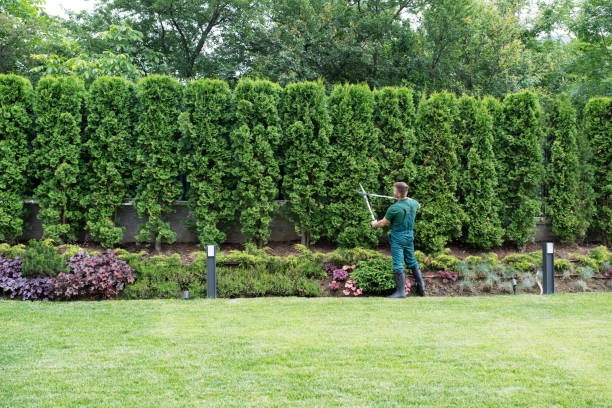 Best Aeration Services  in Hallandale Beach, FL