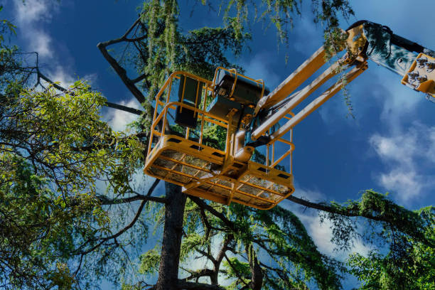 Hallandale Beach, FL Tree Services Company