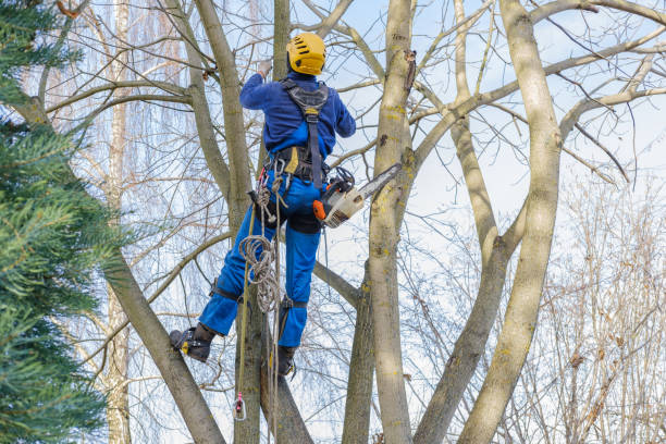 Best Tree Disease Treatment  in Hallandale Beach, FL