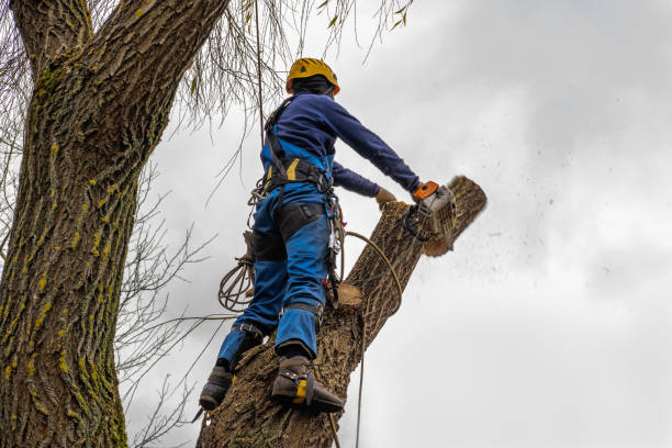 Best Tree Risk Assessment  in Hallandale Beach, FL