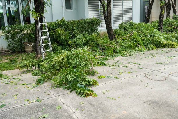 Best Storm Damage Tree Cleanup  in Hallandale Beach, FL