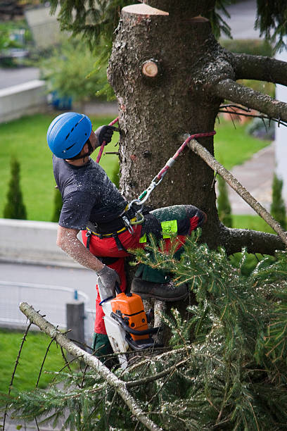 Best Tree Health Inspection  in Hallandale Beach, FL