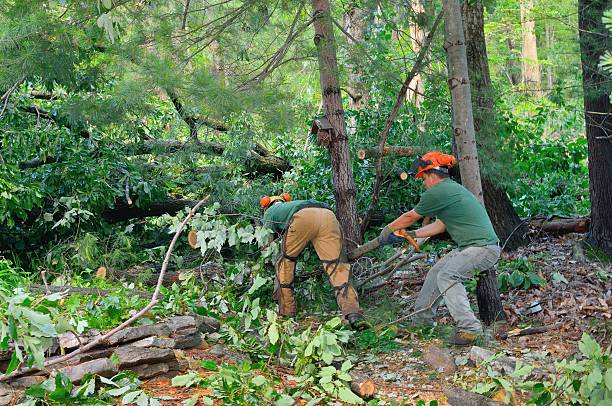 Best Tree Removal  in Hallandale Beach, FL