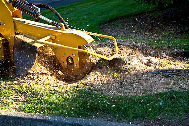 Landscape Design and Installation in Hallandale Beach, FL